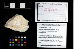 Foto (Objekt + Etikett) von Gastrosacus eminens (Blaschke, 1911)  (NHMW-GEO-2014-0194-0915)